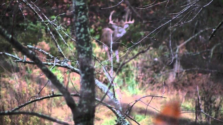 Video – Short Clip of Giant Ten Pointer at Grand Valley: 400 Acres hunting land for sale in Illinois