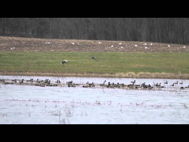 Just flooded the wetland at Otter Creek…got some footage of the birds finding it.