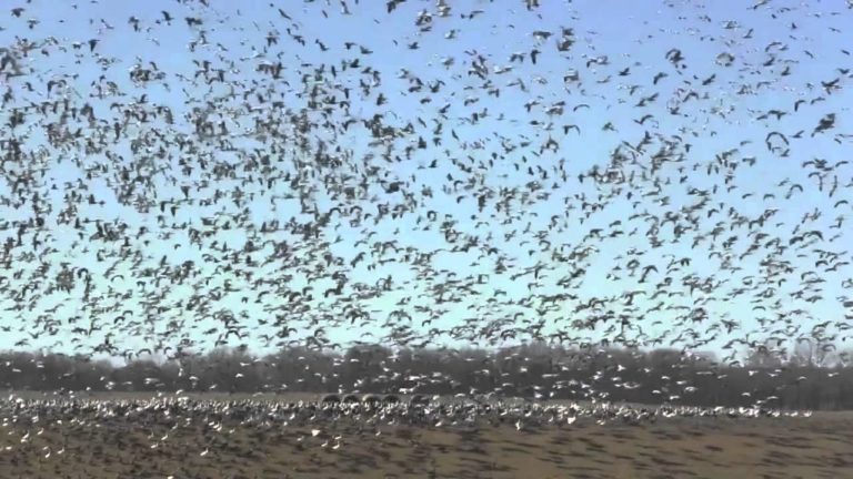 Snow geese at Otter Creek