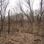 Land for Sale LandCo Peoria County 80 Acres-7