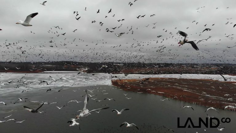 Mesmerizing 4k Drone Footage of Snow Geese at the LandCo Farm