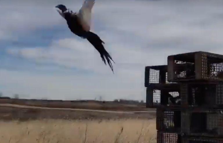 Pheasant Release Video