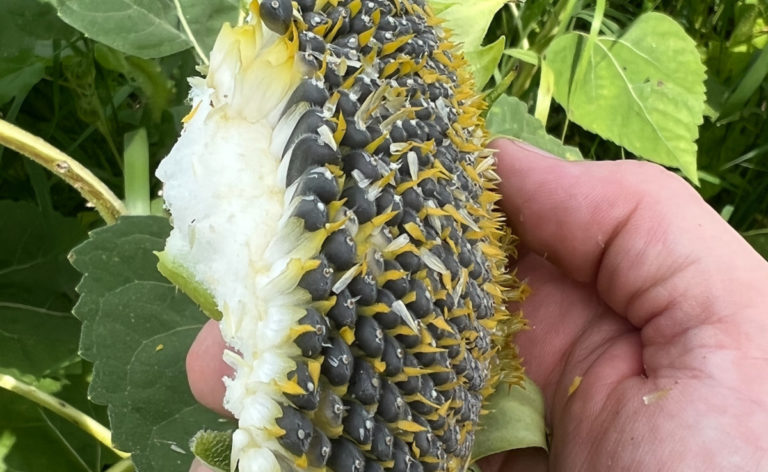 What happens when you cut your sunflowers too early?