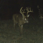 nc-big-deer-27_6909474449_o