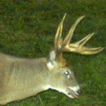 nc-deer-11_6909367001_o